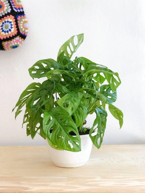 Monstera Adansonii Monkey 35-40 Cm