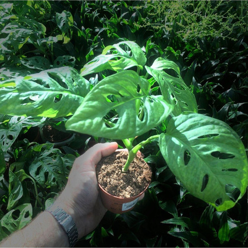 Monstera Adansonii Monkey Leaf (8.5 Cm Saksıda) - Nadir Tür Sıra Dışı Kaktüs, Sukulent Ve Bitkiler