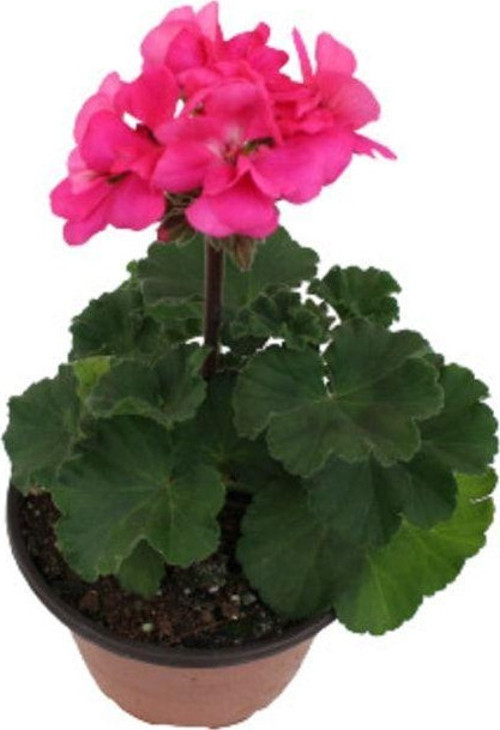 Pelargonium Zonale Sardunya Bitkisi Fuşya Renk