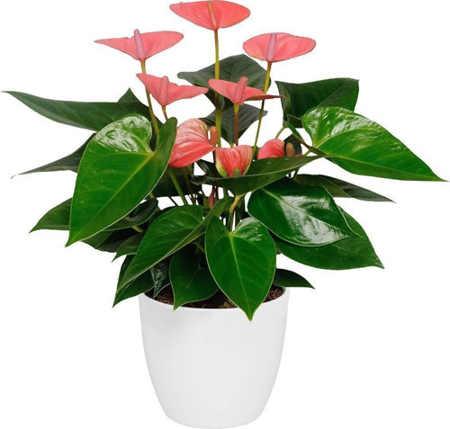 Pembe Anthurium Antoryum Ev Ofis Salon Bitkisi