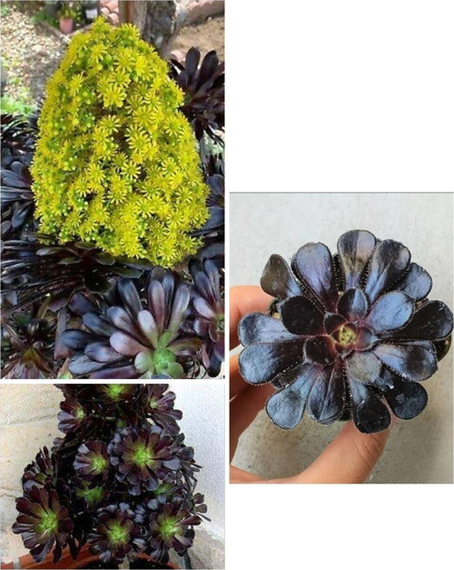 Renk Değiştiren Bonsai Aeonium Fidesi 03