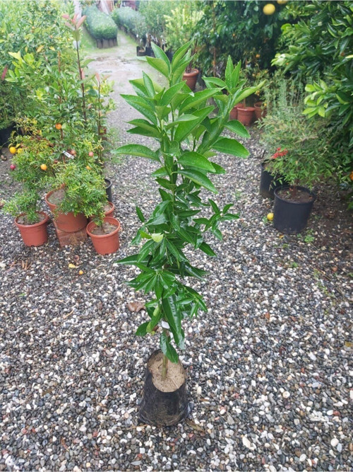 Klemantin Mandalina Fidanı (Aşılı Mandalina Fidanı)