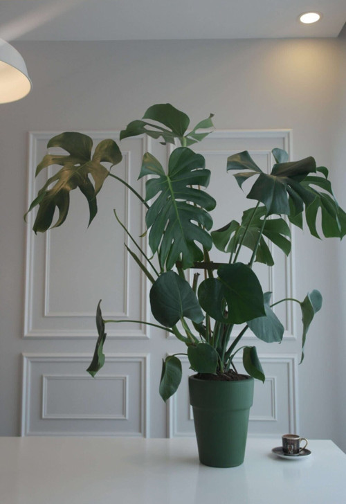 Monstera Büyük Boy Deve Tabanı Bitkisi Terracotta Saksılı