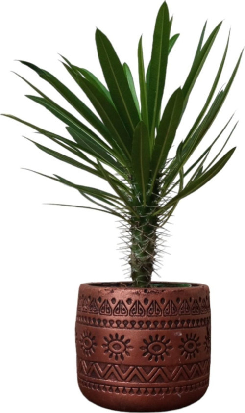 Madagaskar Palmiyesi Dekoratif Taş Saksıda 30-35 Cm