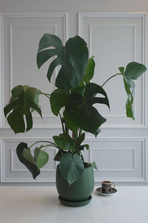 Monstera Büyük Boy Deve Tabanı Terracotta Saksılı