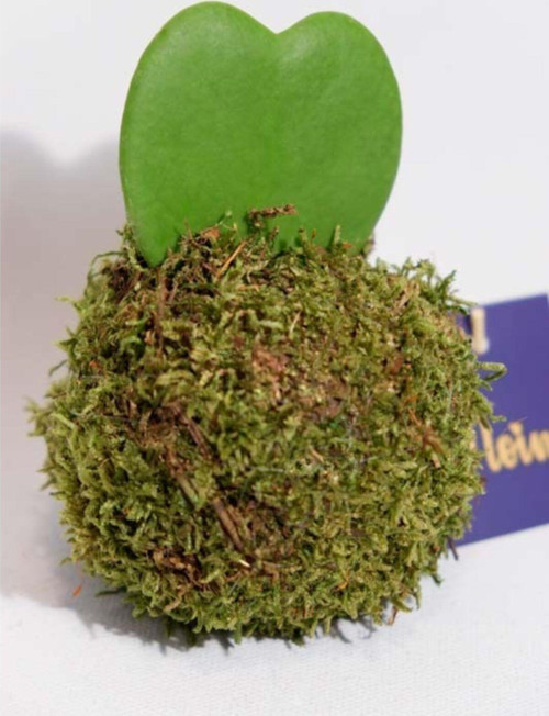 Kokedama Hoya Keri