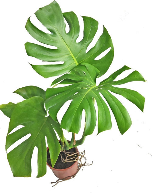 Monstera Deve Tabanı 80 - 90 Cm Büyük Delikli Yapraklı Ve Mor Hoya Çiçeği