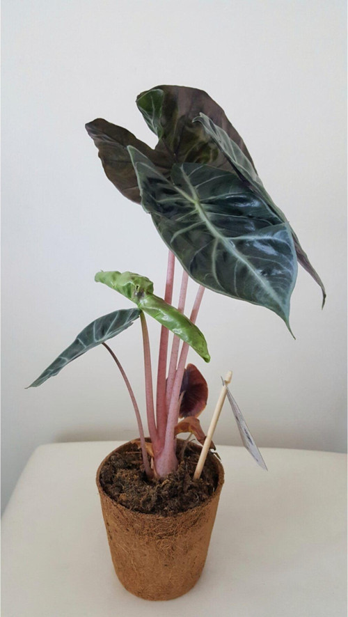 Kokodamalı Alocasia Pink Dragon / Fil Kulağı