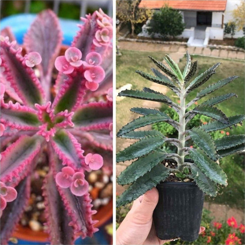 Pembe Ve Yeşil Aşkın Gözyaşı