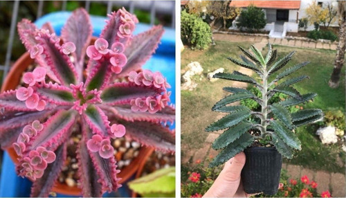 Pembe Ve Yeşil Aşkın Gözyaşı Çiçeği