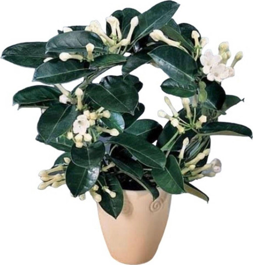 Madagaskar Yasemini