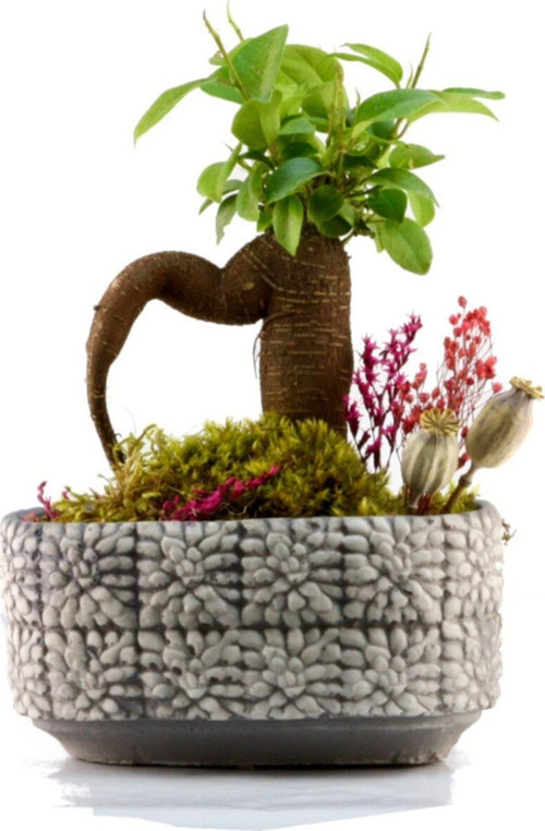 Mozaik Mini Ficus Bonsai