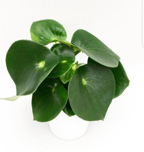 Peperomia Çiçeği-Zümrüt Dalgası Çiçeği