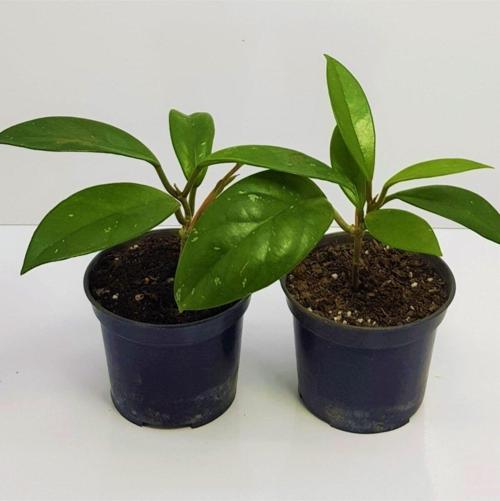 Mum Çiçeği Fidesi Hoya Carnosa Kokulu 9Cm Saksıda 2 Adet