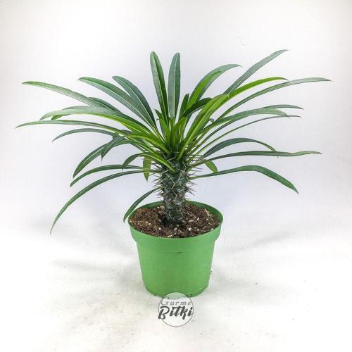 Pachypodium Lamerei (10.5 Cm Saksıda) Madagaskar Palmiyesi Tropik Kaktüs