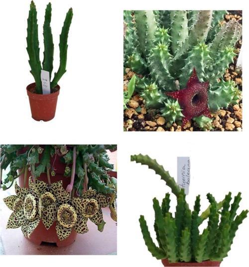 Leş Kaktüsü Hüernia Sc Hneideriana +Stapelia-Variegata Hüernia Boleana Huernia Boleona
