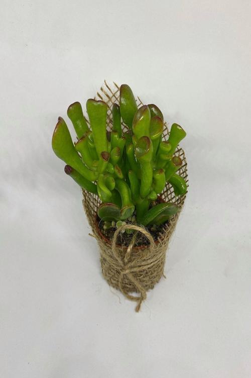 Sukulent, Crassula Ovata Gollum- Shrek Kulağı