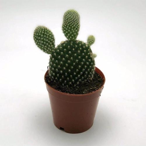 Opuntia Tavşan Kulağı Kaktüs Çiçeği
