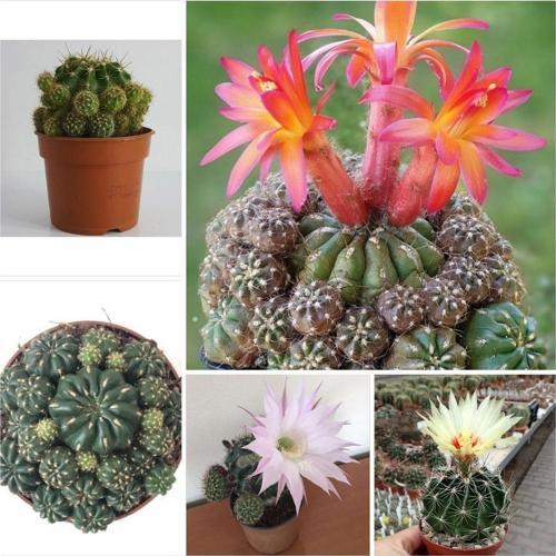 3 Çeşit Çiçek Açan 3 Adet Kaktüs