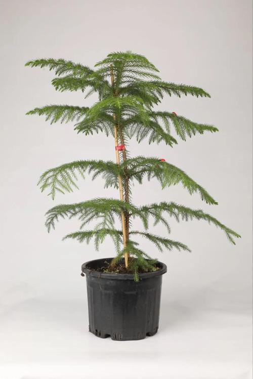 Araucaria Heterophylla – 50–60 Cm Ithal Salon Çamı (NORFOLK PİNE)
