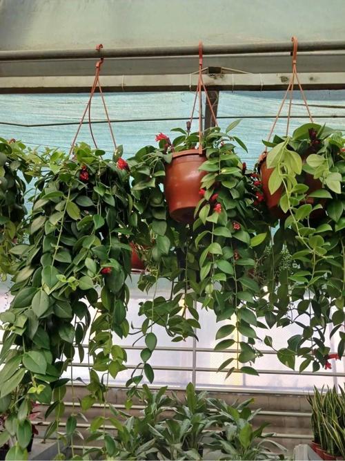 Bol Tomurcuklu Ruj Çiçeği (AESCHYNANTHUS RADİCANS) – Sarkıcı Tropikal Bitki, Askılı Saksıda