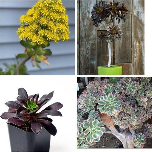 Aeonium Arboreum Renk Değiştiren Bonsai Fidesi
