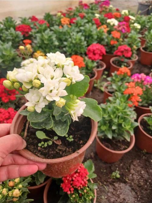 Saksıda Beyaz Kalanchoe – Zarif & Kolay Bakımlı Iç Mekan Bitkisi