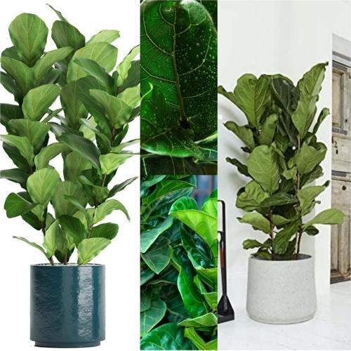 3 Odunsu Gövdeli Ficus Lyrata Keman Yapraklı Kauçuk