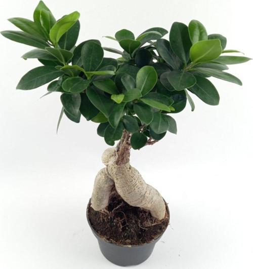 Bonsai