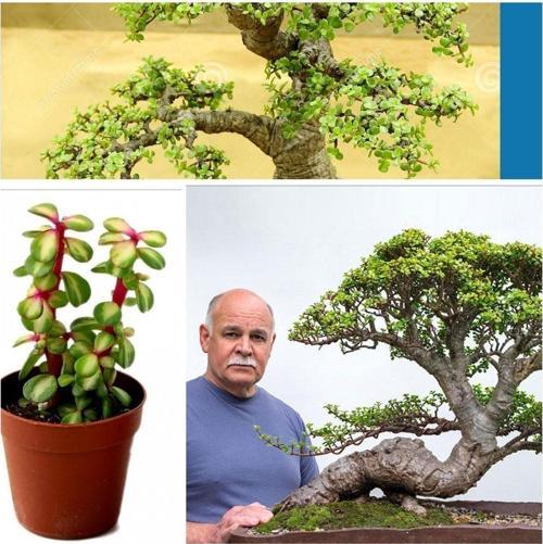 Bonsai Ağacı Fidesi Afra Yeşim 5.5 828O2Oroor