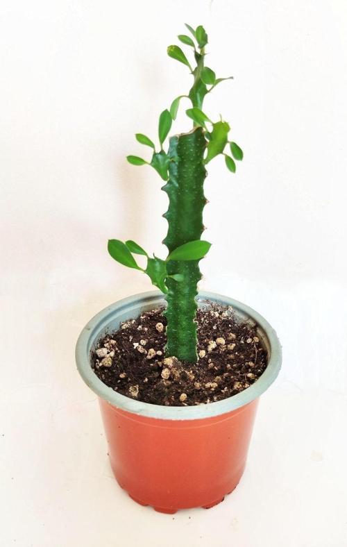 Euphorbia Trigona- Süt Kaktüs