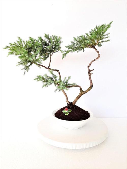 Bonsai Ağacı, Yeşil Ardıç (Saksılı Yükseklik 50 Cm)