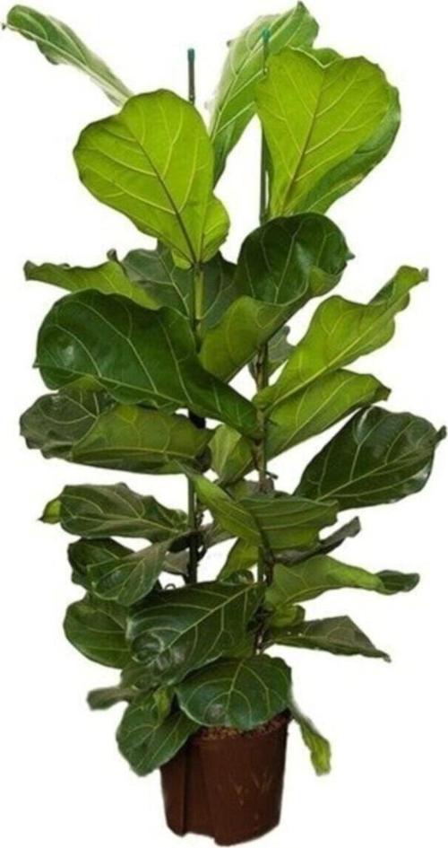 Ficus Lyrata (Keman Yapraklı Kauçuk)-2 Köklü Kauçuk Bitkisi