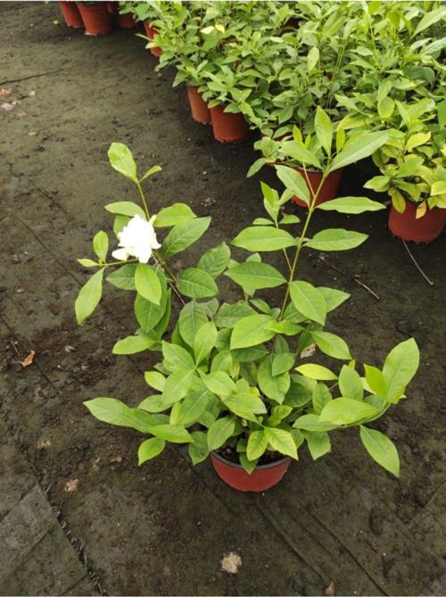 Gardenya (Gardenia)