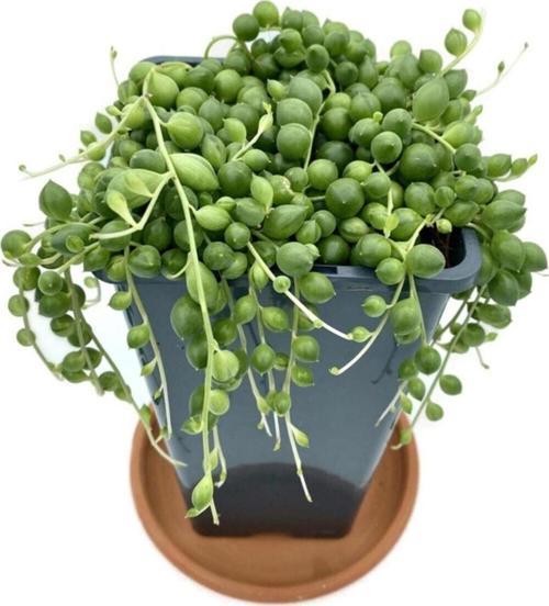 Senecio Rowleyanus String Of Pearls (Tespih Çiçeği, Inci Tanesi)