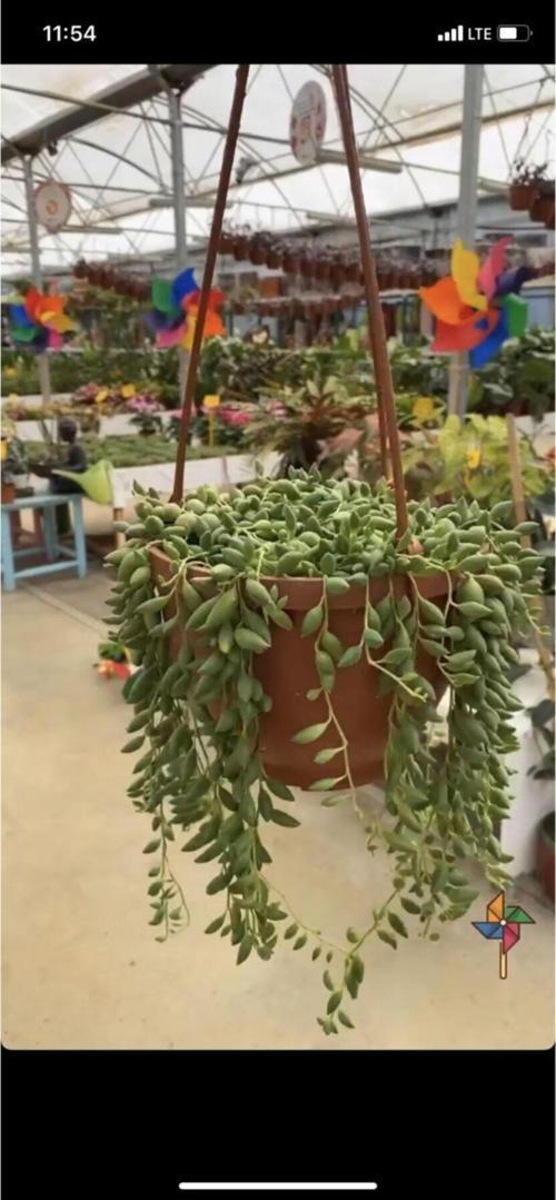 Senecio Tespih Inci Çiçeği