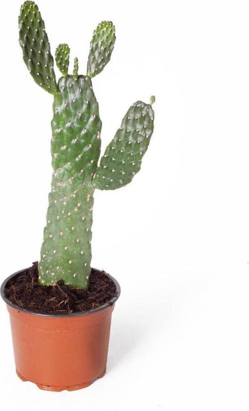 İthal Kaktüs Opuntia Consolea Rubescens Kaynana Dikeni 12Cm