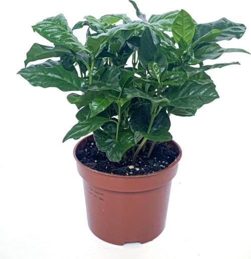 Kahve Ağacı Bitkisi - Coffea Arabica