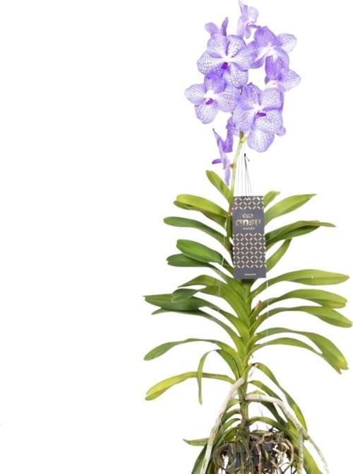 Vanda Kanchana 'Angelite' (Vanda Orkide)