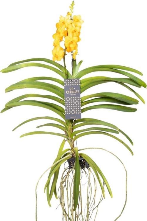 Vanda Natcha 'Princess Orange' (Vanda Orkide)