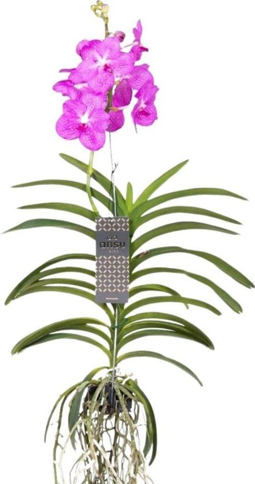 Vanda Nitaya 'Candy Pink' (Vanda Orkide)