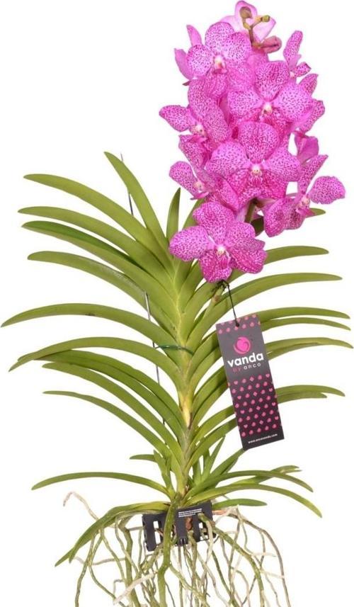 Vanda Nitaya 'Rosy' (Vanda Orkide)