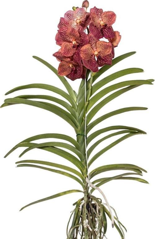 Vanda Sunanda 'Leopard Coral' (Vanda Orkide)