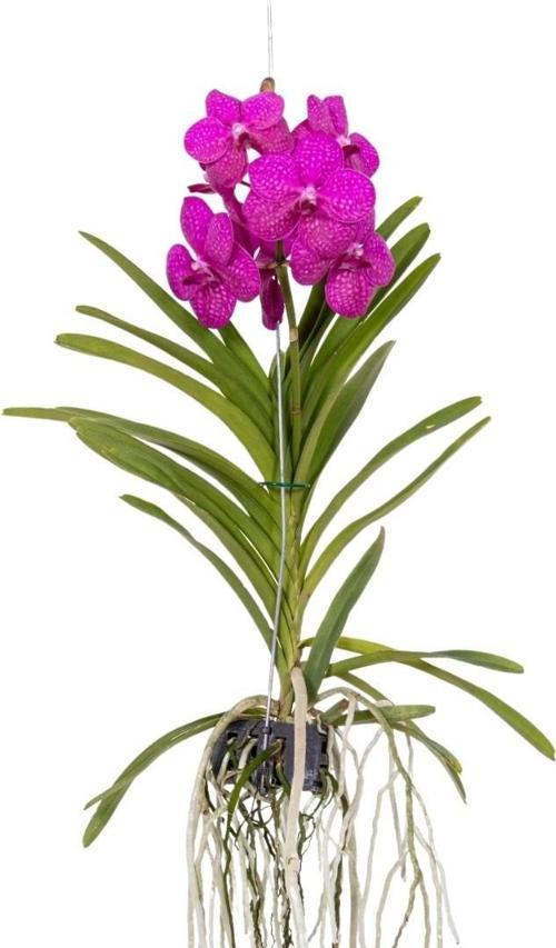 Vanda Tayanee 'Cerise' (Vanda Orkide)