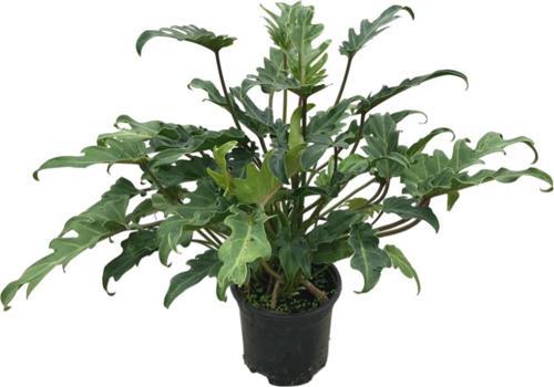 Philodendron Xanadu