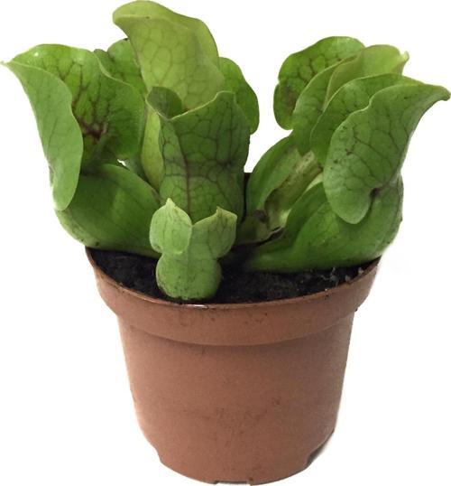 Sarracenia Purpurea 'Venosa' (Sinek Kapan Etobur Bitki)