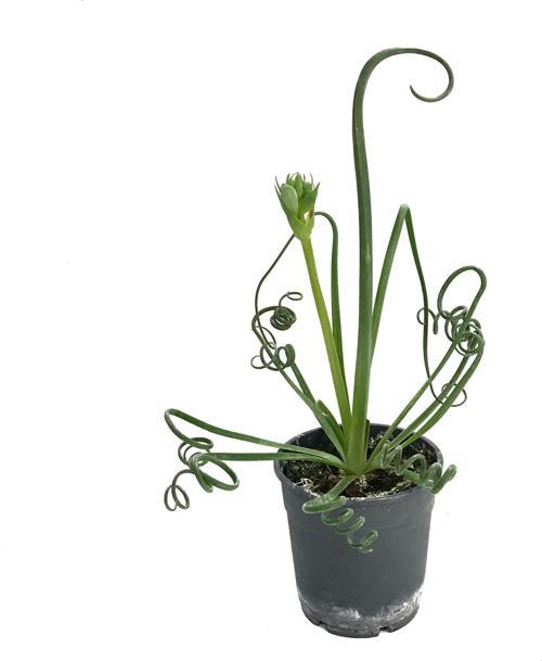 Albuca Spiralis