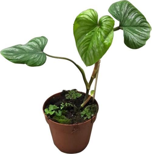 Philodendron 'Mamei'