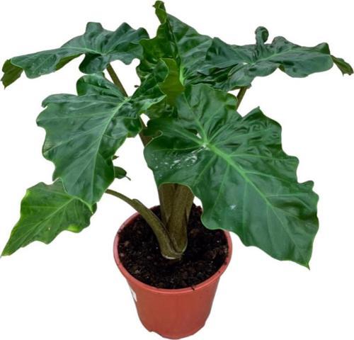 Alocasia 'Low Rider' (Fil Kulağı)
