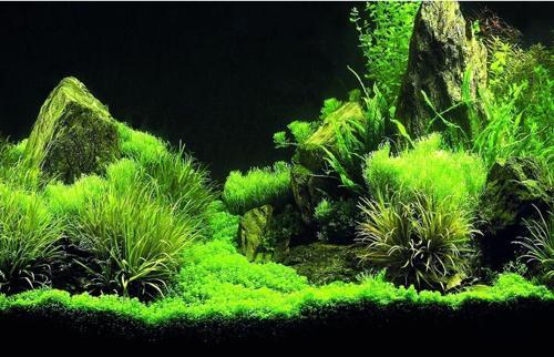Kp7045035 Akvaryum Arka Fon Yapıştırma 70 X 45 Cm